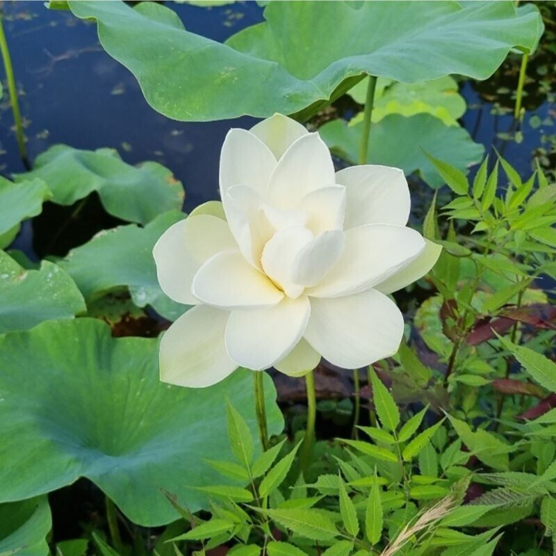 연꽃농원,연꽃농원 친환경 무농약 햇 연꽃 5송이 묶음, 사이즈 대,중, 진공,냉동