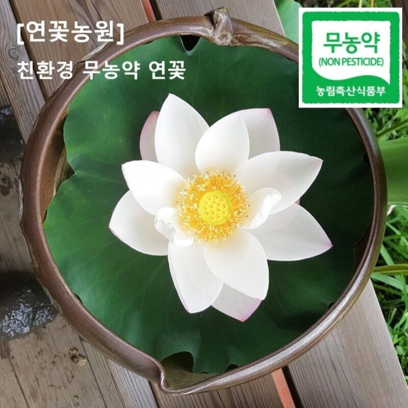 연꽃농원,연꽃농원 친환경 무농약 햇 연꽃 5송이 묶음, 사이즈 대,중, 진공,냉동
